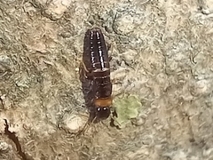 Kalotermes flavicollis