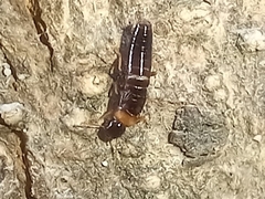 Kalotermes flavicollis