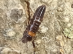 Kalotermes flavicollis