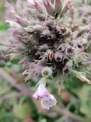 Heterogaster cathariae