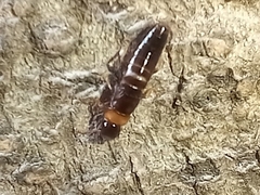 Kalotermes flavicollis