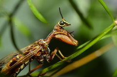 Paramantispa decorata