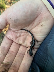 Plethodon ocmulgee