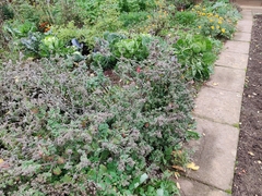 Heterogaster cathariae