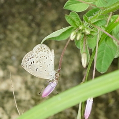Pseudozizeeria maha okinawana