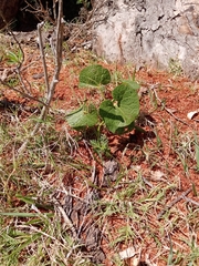 Aristolochia fimbriata