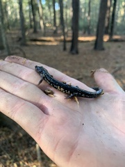 Plethodon ocmulgee