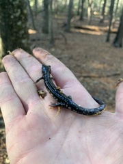 Plethodon ocmulgee
