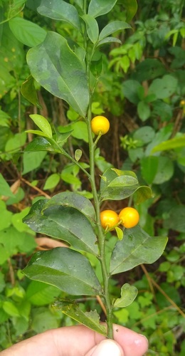 Strombosia grandifolia