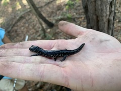 Plethodon ocmulgee