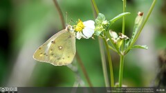 Colias erate formosana
