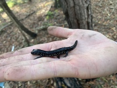 Plethodon ocmulgee