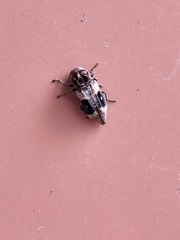 Nascio