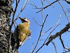 Colaptes rubiginosus