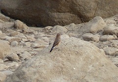 Oenanthe hispanica