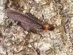 Kalotermes flavicollis