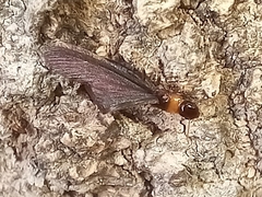 Kalotermes flavicollis