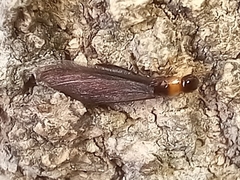 Kalotermes flavicollis