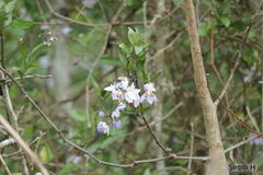 Solanum laxum