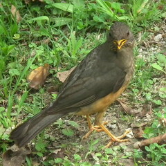 Turdus olivaceus olivaceus