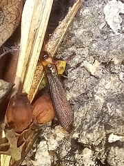 Kalotermes flavicollis