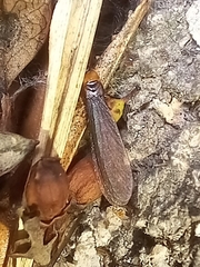 Kalotermes flavicollis