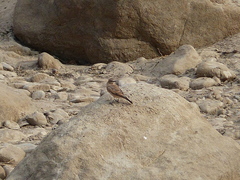 Oenanthe hispanica