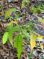Bidens frondosa