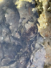 Actiniidae