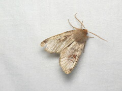 Orthosia rubescens