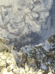 Bunodosoma cavernatum