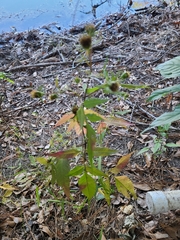Bidens frondosa
