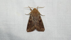 Orthosia rubescens