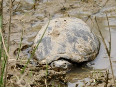 Kinosternon integrum