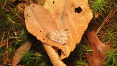 Orthosia rubescens