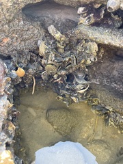 Crassostrea virginica