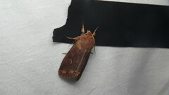 Orthosia rubescens