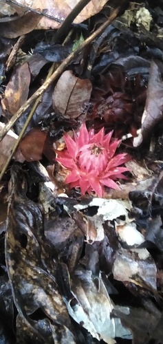 Thonningia sanguinea image