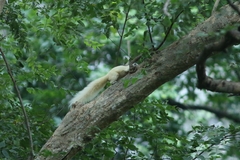 Callosciurus finlaysonii