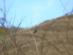 Heliomaster furcifer