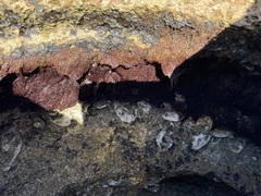 Rhodophyta