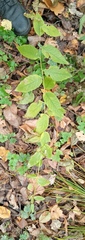 Magnoliopsida