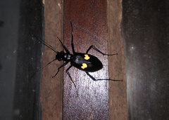 Oxycheila tristis