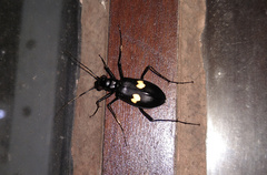 Oxycheila tristis