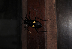 Oxycheila tristis
