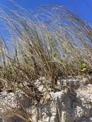 Sporobolus alterniflorus