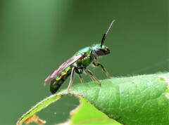 Augochlora pura