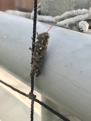 Agroecotettix modestus