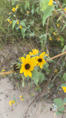 Helianthus petiolaris