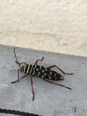 Placosternus erythropus